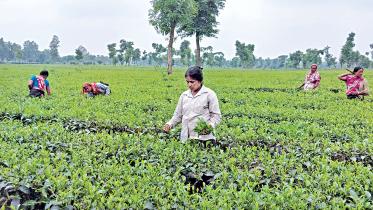 Thakurgaon.jpg