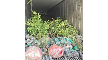 greenhouses.jpg