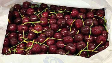 exotic-fruit4.jpg