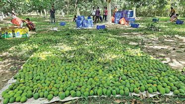 Mango-farmers.jpg