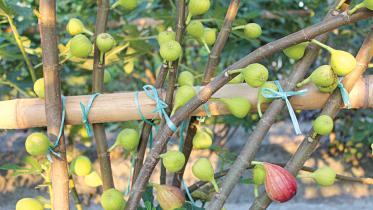 tween-fruit-garden.jpg