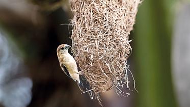 Silverbill-Munia.jpg