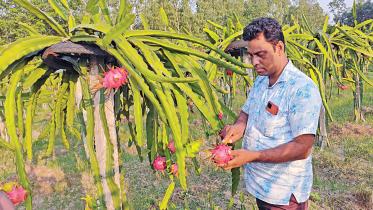 dragon-fruit-1.jpg
