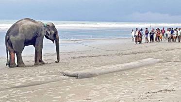 elephant.jpg