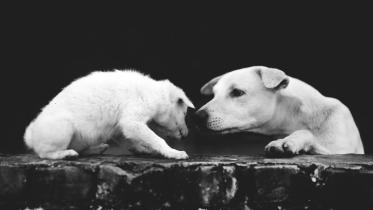 a_dog_sees_dhaka4.jpg