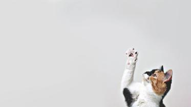 Aesthetic
