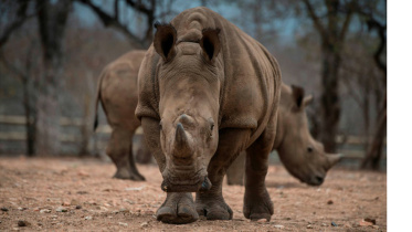 animals1_AFP.jpg