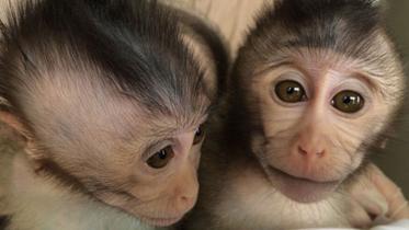 autistic.monkeysx519-web.jpg