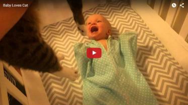baby-cat-WEB.jpg