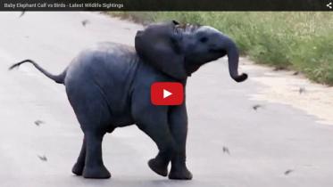 baby-elephant-WEB.jpg
