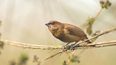 baby munia.jpg