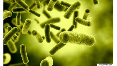 BacteriaWB.jpg