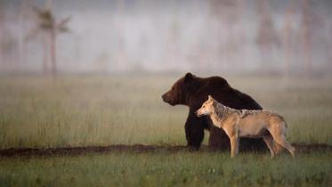 bear-wolf-WEB.jpg