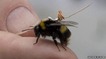 bee-behaviour-2-NEW.jpg