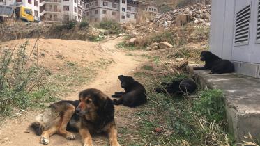 bhutan-dog-ann-wb.jpg