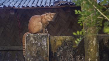 Bilai The Cat.jpg