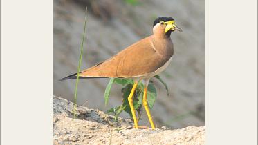 bird.jpg