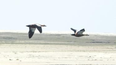 bird.jpg