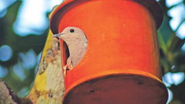 bird home.jpg