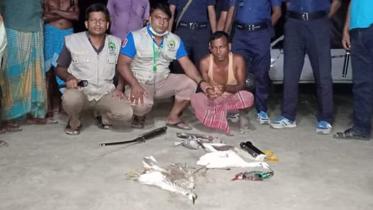 wild birds dead