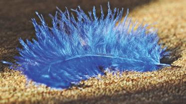 blue bird.jpg
