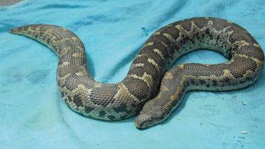 boa snake