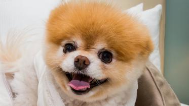 Boo the pomeranian.jpeg
