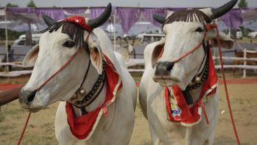 bovine-beauties-web.jpg