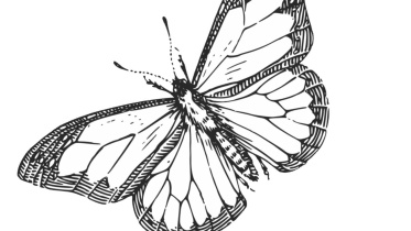 butterfly