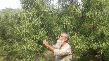 Cassia-leaf farming.jpg