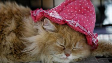 cat-cafe.jpg