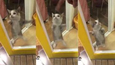 cat-joy-web.jpg