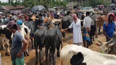 cattle-market.jpg