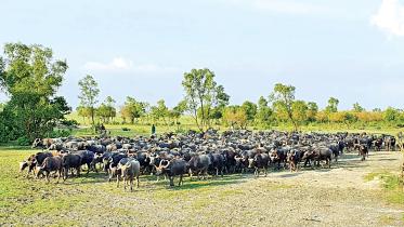 cattle.jpg