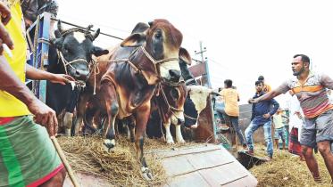 cattle 1.jpg