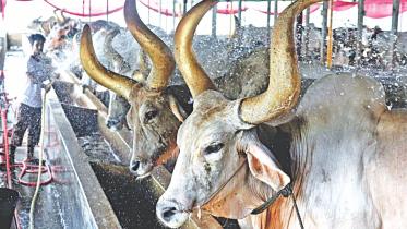 cattle market.jpg