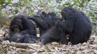 Chimps.jpg