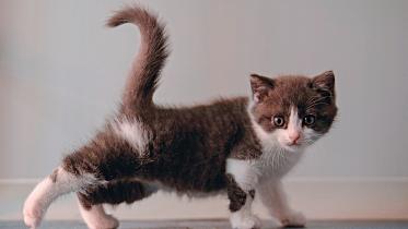 chinese kitten.jpg