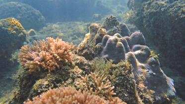 corals 1.jpg