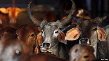 cow-India.jpg