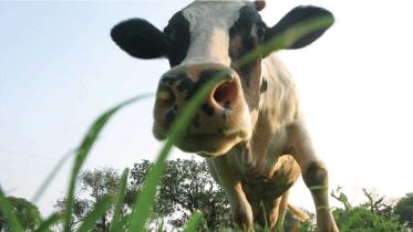 Cow