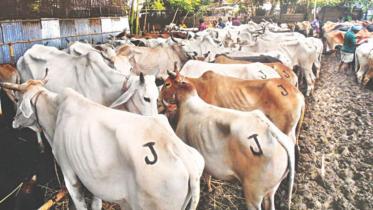 Cow market