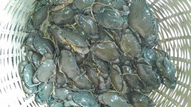 crabs.jpg