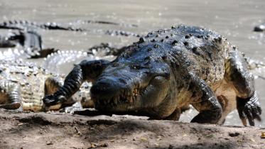 Crocodile-web.jpg