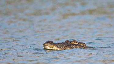 crocodile.jpg