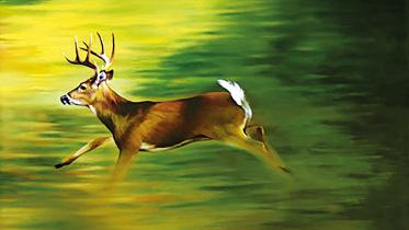 Deer.jpg