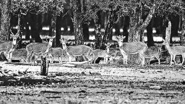 deer.jpg