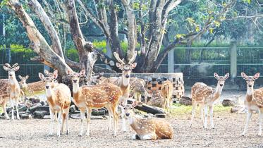 deers.jpg