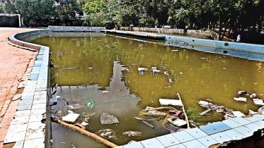Dengue larvae.jpg