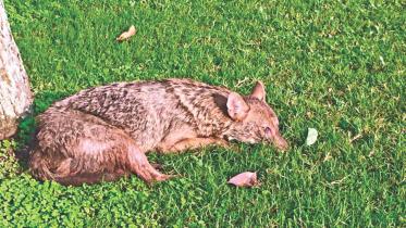 dhaka fox 1.jpg